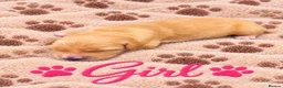 Golden Retriever dogs for sale: KC Dark Golden Retrievers 🧬Health Tested Parents - Advert 4