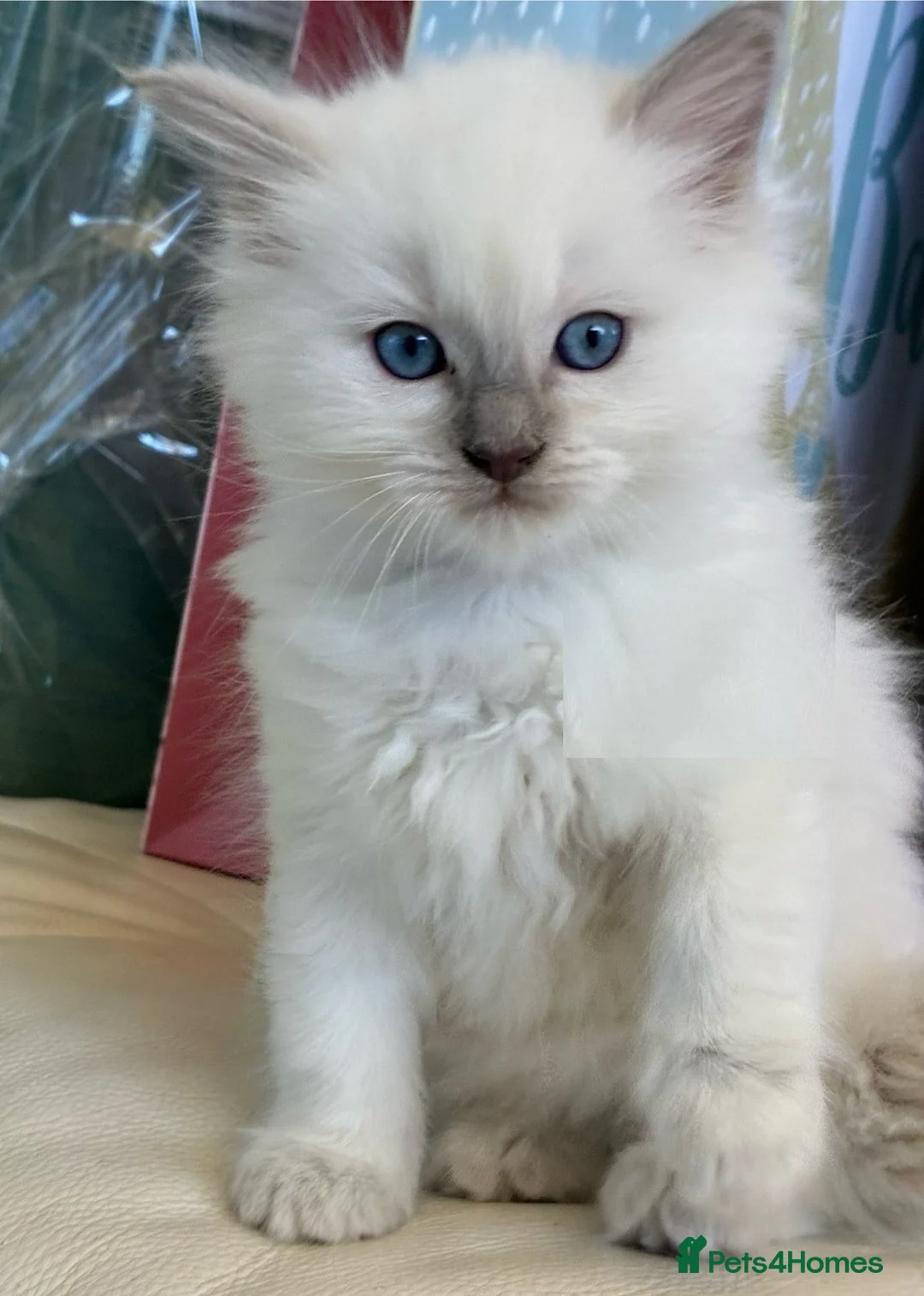 Ragdoll cats for sale: Gorgeous blue point Rag doll kitties - Advert 7