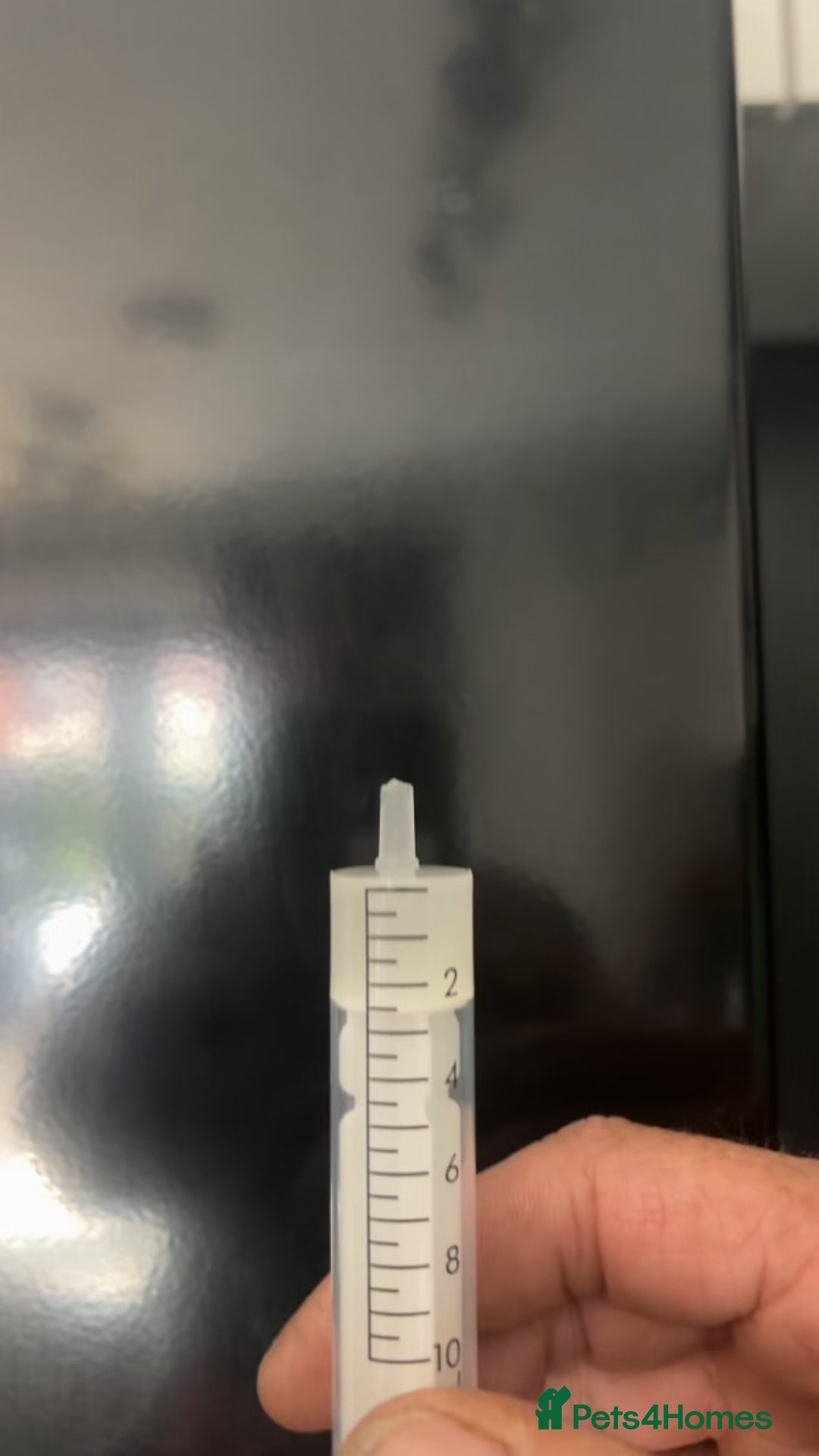 Miniature Dachshund dogs for stud: Long Haired Chocolate & Tan Dapple Mini Dachshund - Advert 6