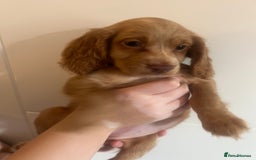 Cocker Spaniel dogs for sale: 2 female purebred cocker spaniels - Image 8