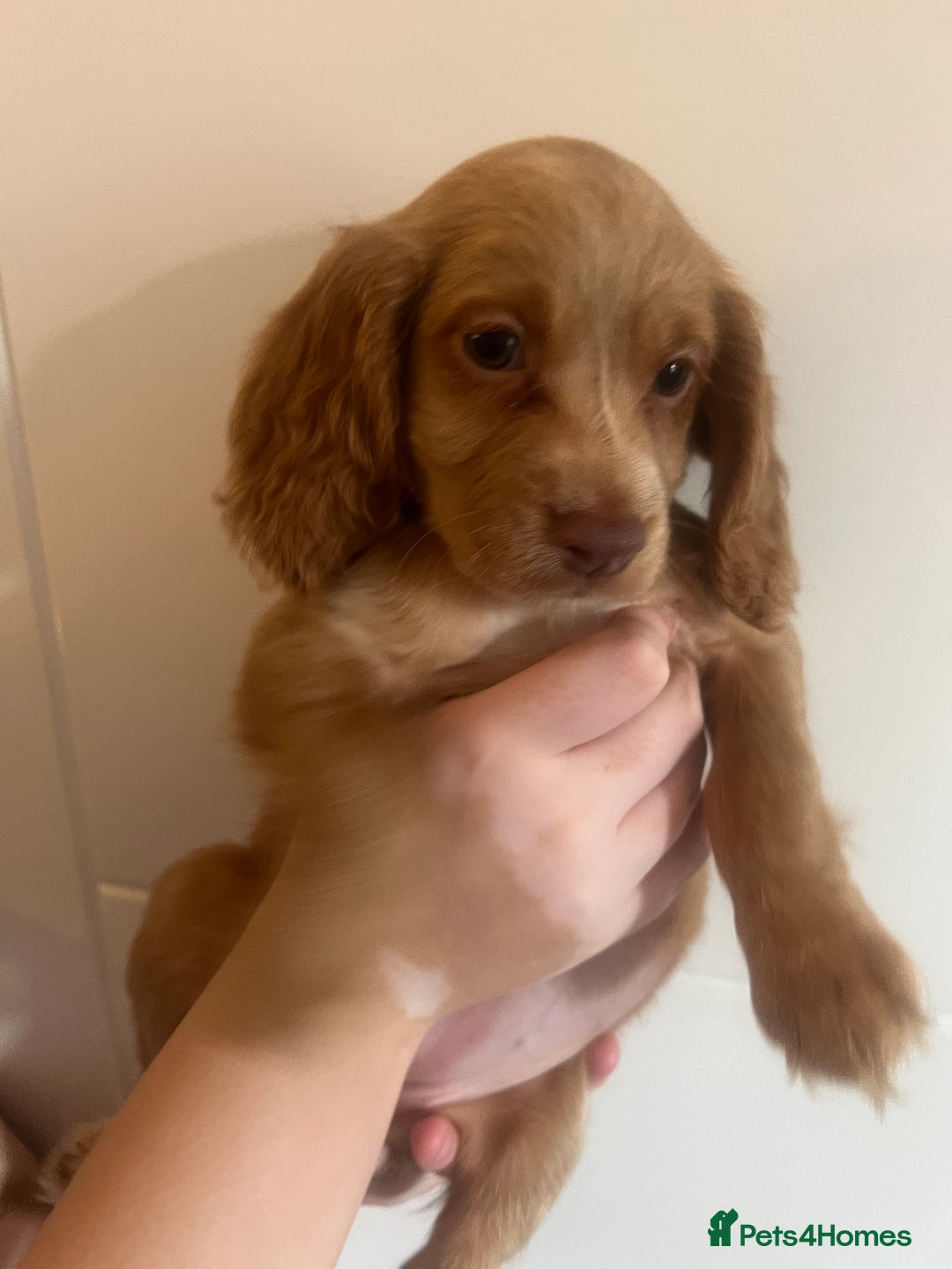 Cocker Spaniel dogs for sale: 2 female purebred cocker spaniels - Image 8
