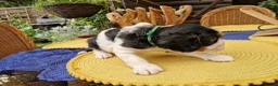 Cavalier King Charles Spaniel dogs for sale: Beautiful Cavalier King Charles Spaniel 7 Puppies - Advert 24