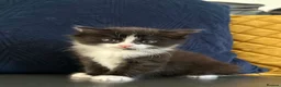 Domestic Shorthair cats for sale: Adorable Domestic Short Hair Tuxedo kittens 8weeks in Harrow - Advert 2