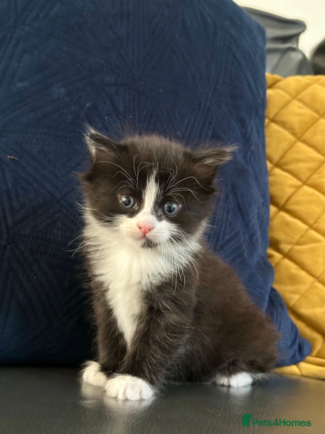 Domestic Shorthair cats for sale: Adorable Domestic Short Hair Tuxedo kittens 8weeks in Harrow - Advert 2