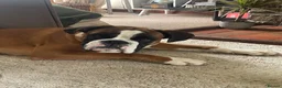 Boxer dogs for stud: BOXER - Stud 2.5 years old - Advert 2