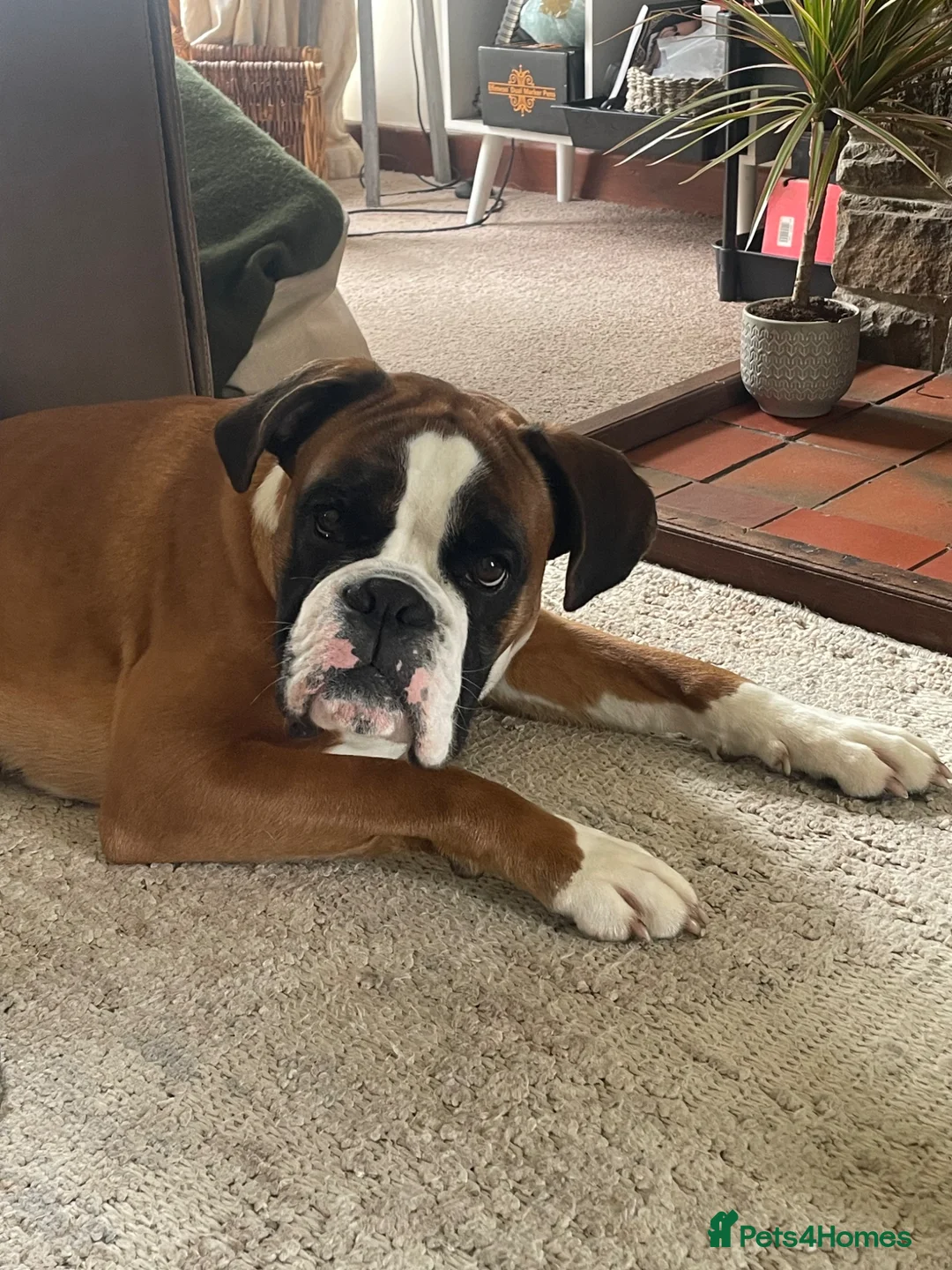 Boxer dogs for stud: BOXER - Stud 2.5 years old - Advert 2