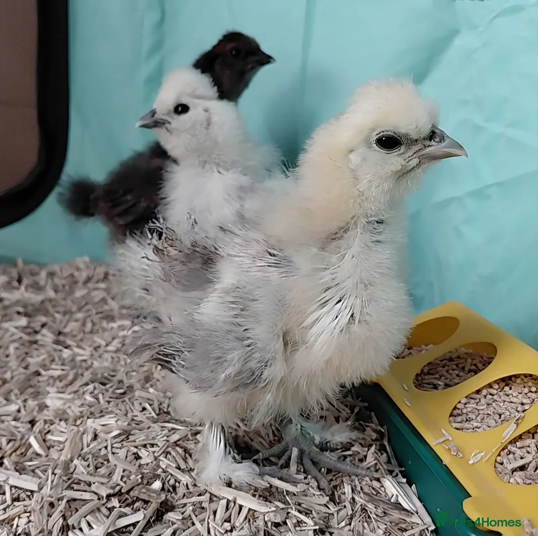 Chickens poultry for sale: Pure Silkie Chicks - Advert 2