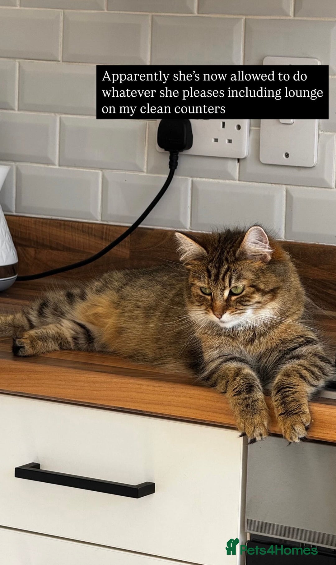 Domestic Shorthair cats for sale: 2 1/2 year old sweet girl  - Advert 3