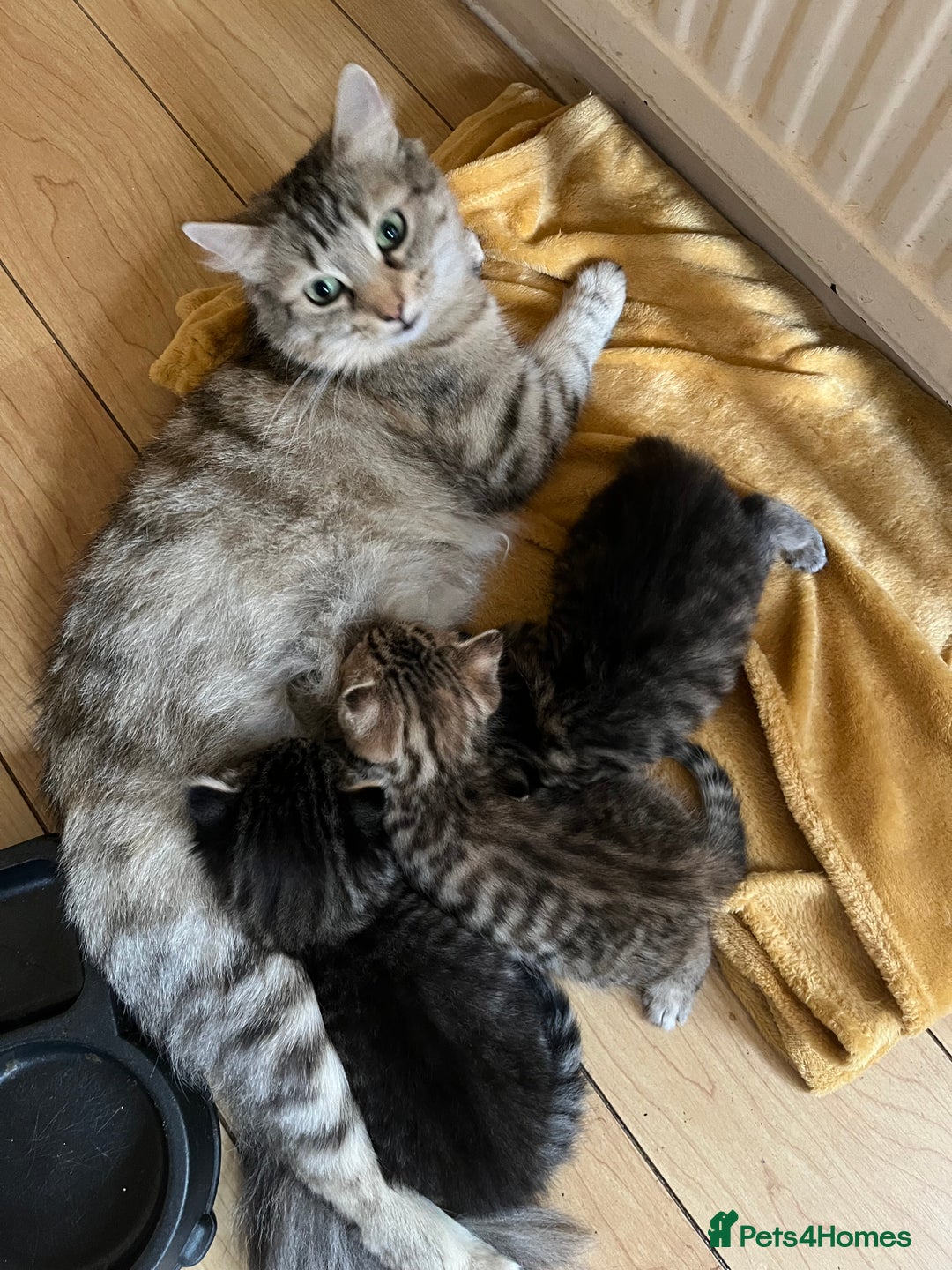 Mixed Breed cats for sale: Three Gorgeous Girls For sale. - Advert 16