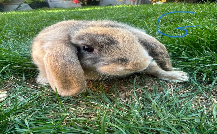 Mini Lop rabbits - Advert 3