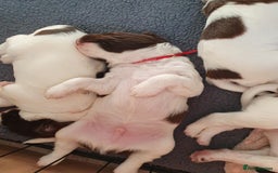 English Springer Spaniel dogs for sale:   English Springer Spaniel puppies  - Image 2