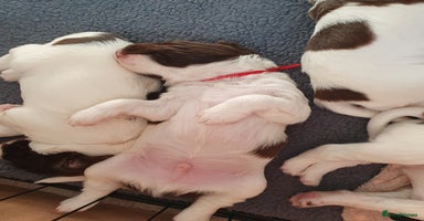 English Springer Spaniel dogs - Advert 3