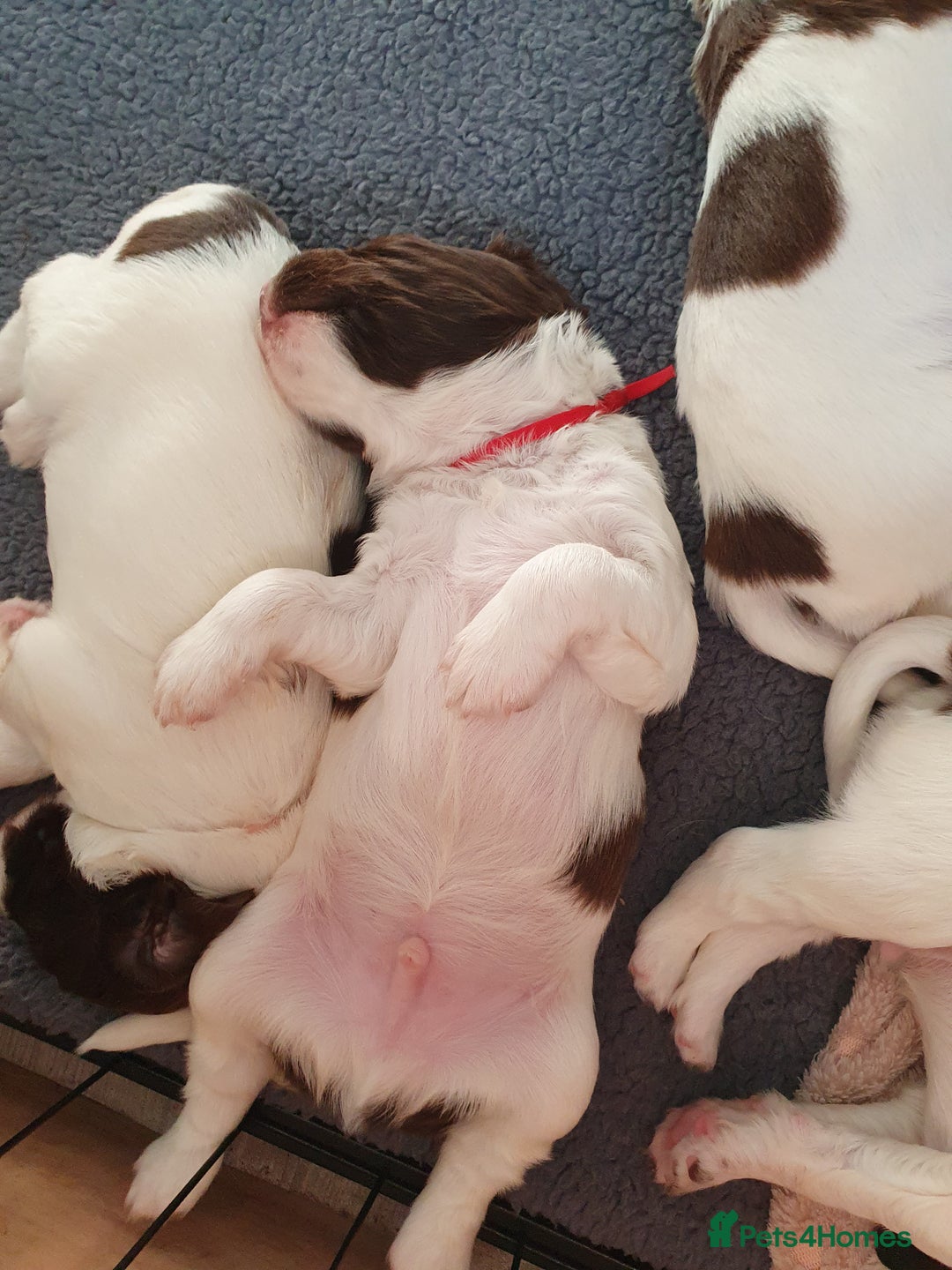 English Springer Spaniel dogs for sale:   English Springer Spaniel puppies  - Image 2