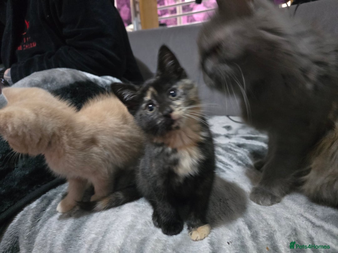 Mixed Breed cats for sale: Mixed breed kittens ready now.  - Image 8