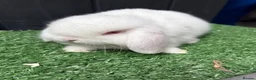 Mini Lop rabbits for sale: Mini lops available ready to leave now  - Advert 2