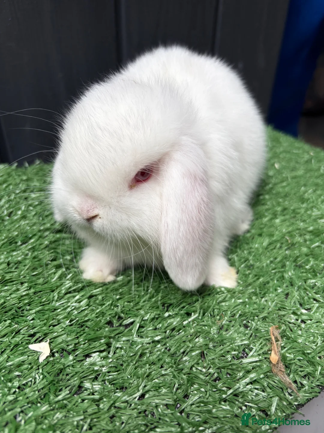 Mini Lop rabbits for sale: Mini lops available ready to leave now  - Advert 2