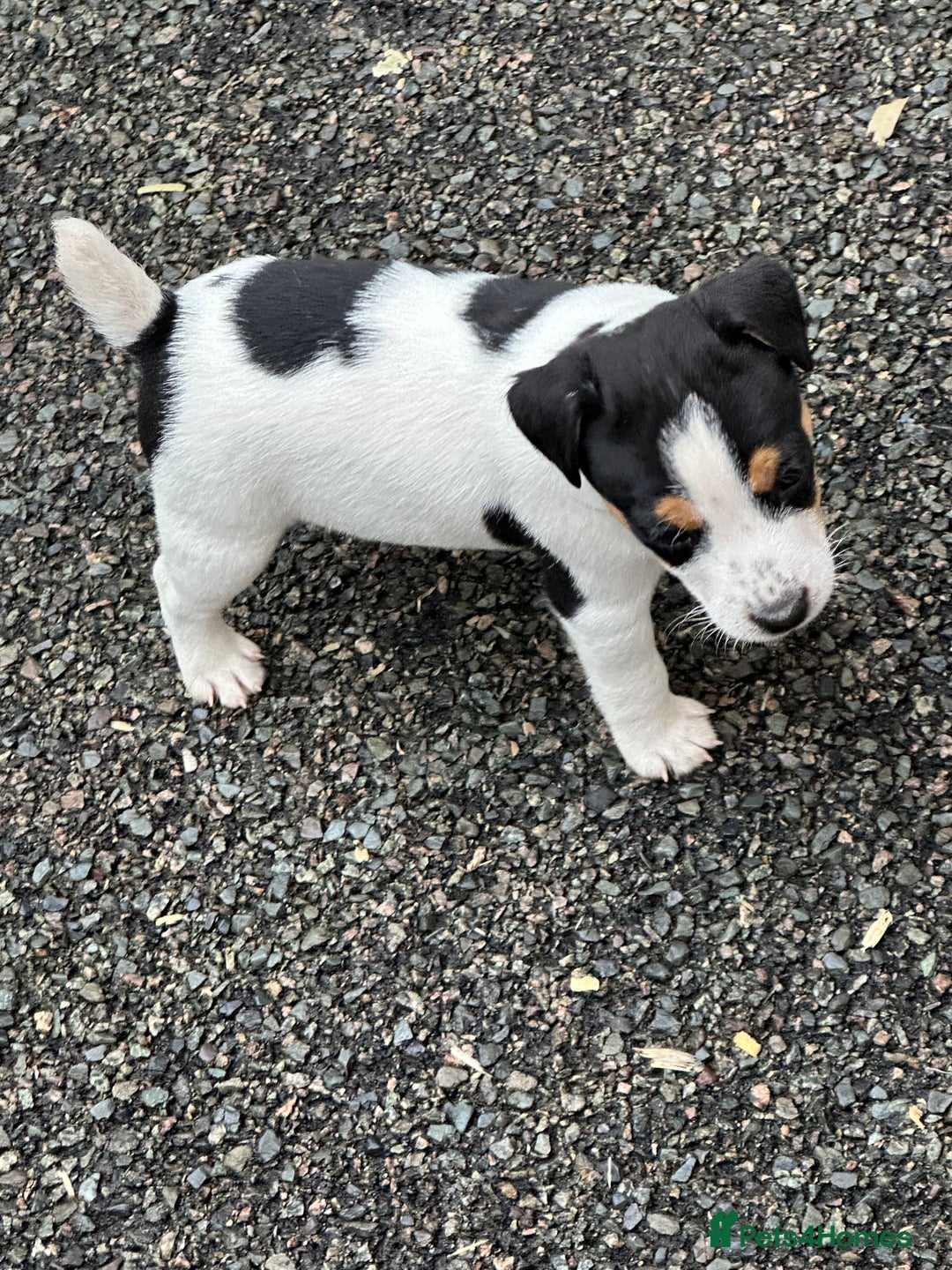 Jack Russell dogs for sale: Jack Russell dog puppies  - Image 2