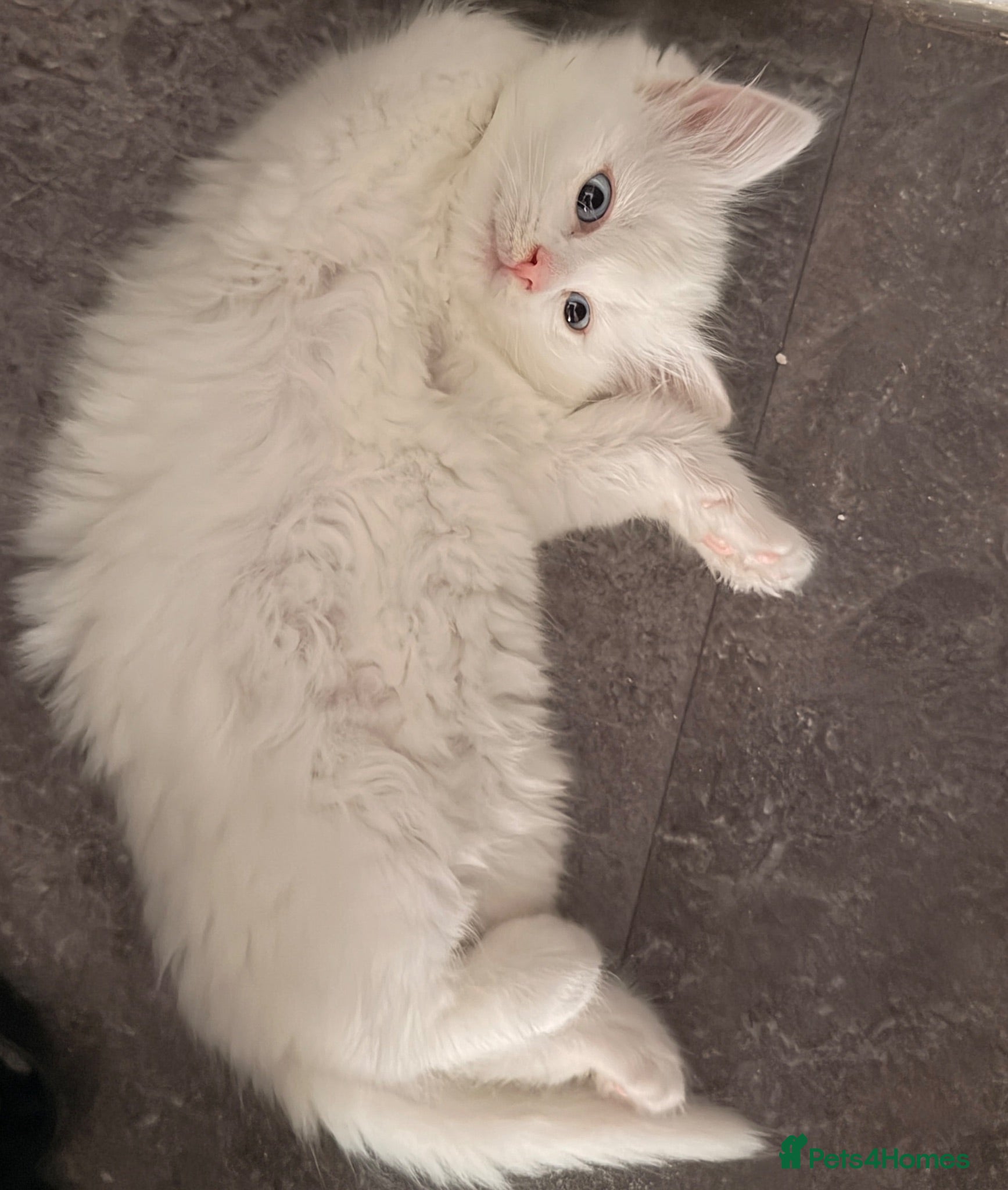 Mixed Breed cats cute white kitten  - Advert 1