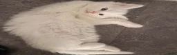 Mixed Breed cats for sale: beautiful white kitten with blue eyes - Advert 1