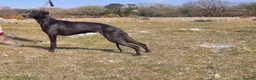 Mixed Breed dogs for sale: Beautiful Bedlington Whippet First Cross Puppies in Okehampton - Advert 6
