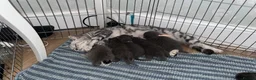 British Shorthair cats for sale: British shorthair kittens x5 Blue & silver tabby  - Advert 9