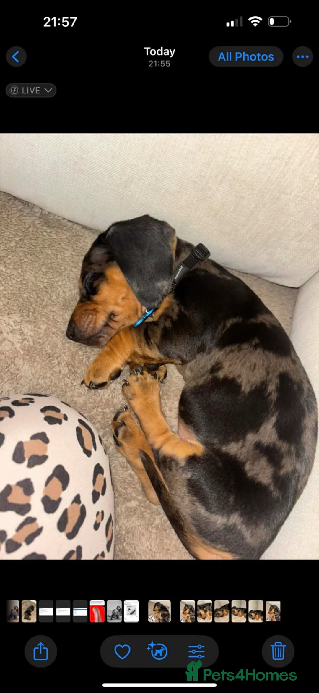 Dachshund dogs for sale: Dachshund male puppy  - Advert 1