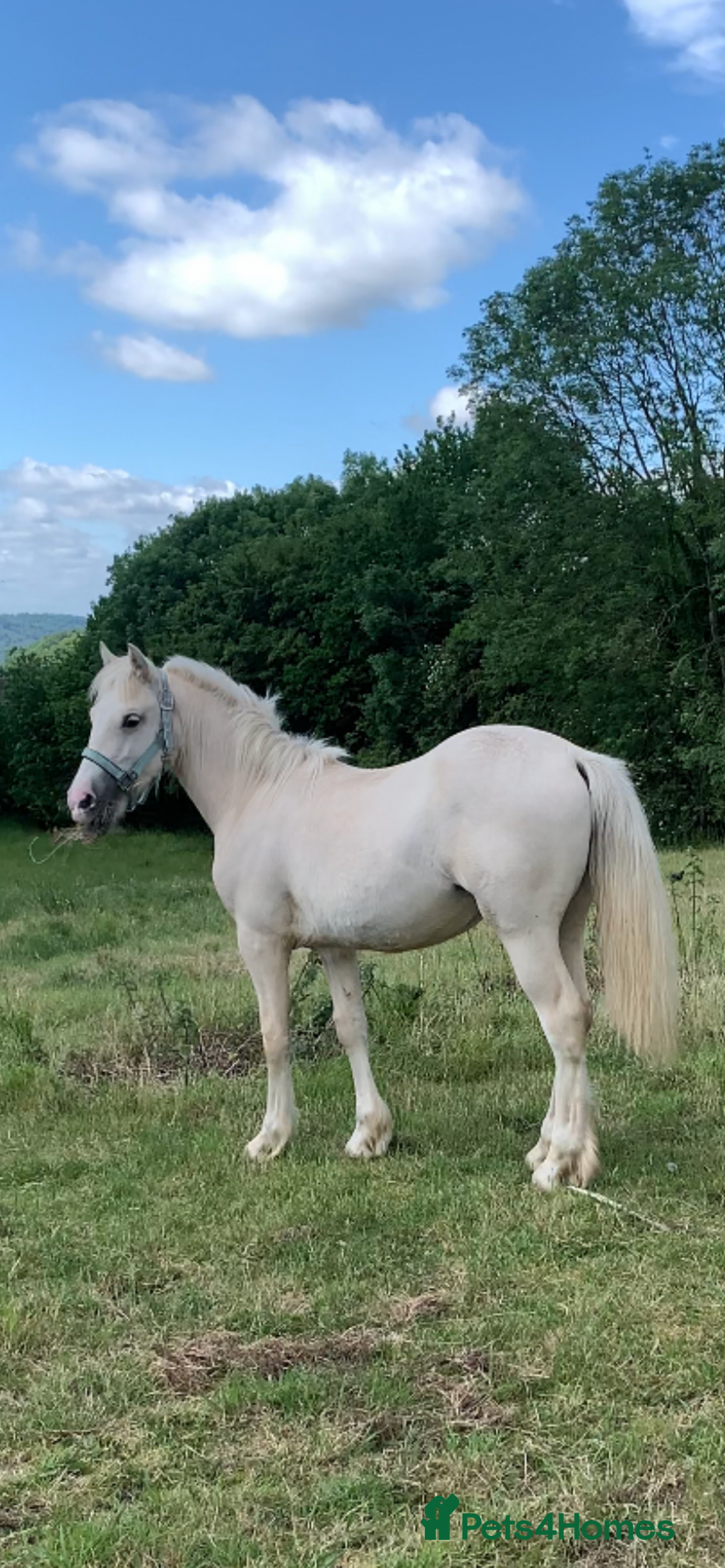 Welsh Section D horses for sale: 18 month old palomino filly - Image 3
