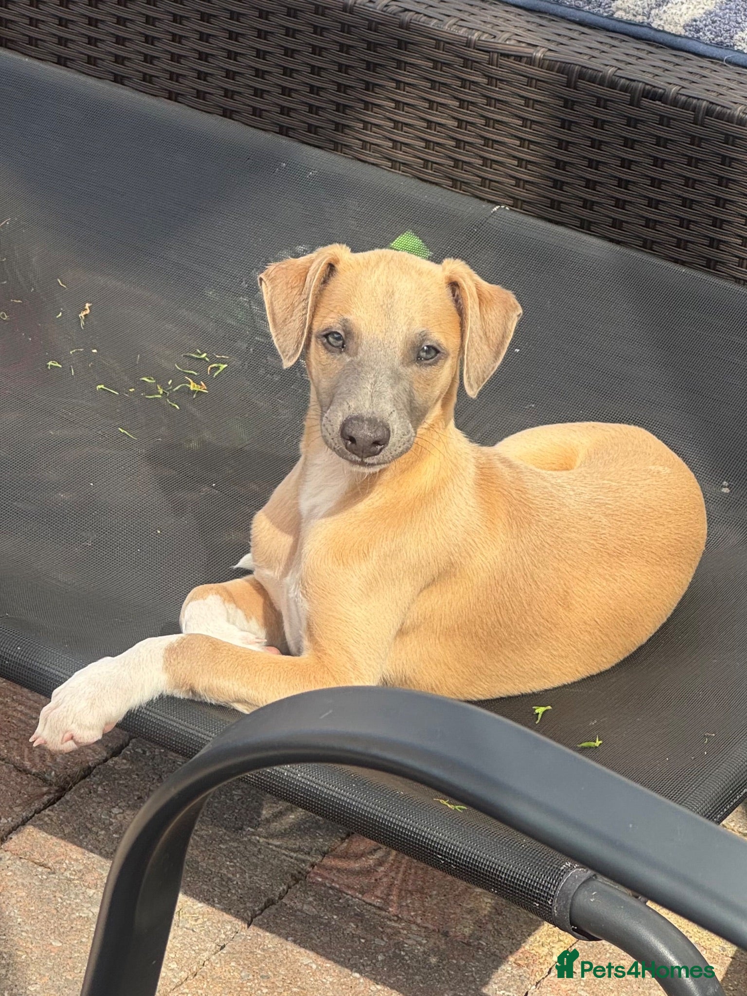 Whippet dogs Beautiful whippet babies READY NOW!🩷💙 - Advert 1