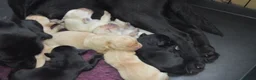 Labrador Retriever dogs for sale: Stunning Working Pedigree Labrador Puppies  in Boston - Advert 5