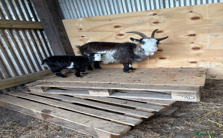Goats livestock - Advert 1