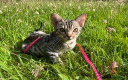 Ocicat cats for sale: Ocicat Kittens Available in Aberdeenshire in Alford - Image 11