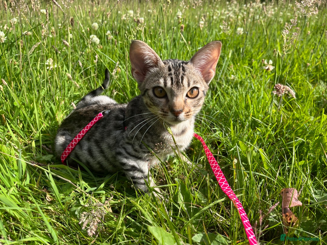 Ocicat cats for sale: Ocicat Kittens Available in Aberdeenshire in Alford - Image 11