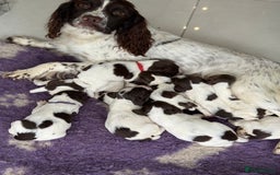 English Springer Spaniel dogs for sale: Beautiful Springer Spaniel working line - Advert 8