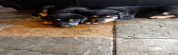 Dobermann dogs for sale: Beautiful litter of European Dobermann X - Advert 17