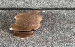 Siberian Husky dogs for sale: Beautiful husky pups 🔥 only 3 male pups left 🔥 - Advert 29