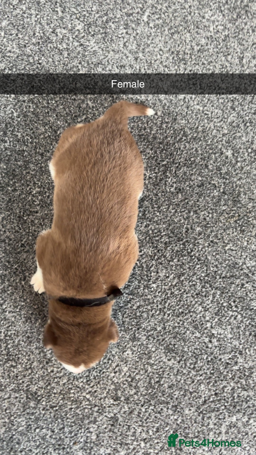 Siberian Husky dogs for sale: Beautiful husky pups 🔥 only 3 male pups left 🔥 - Advert 29