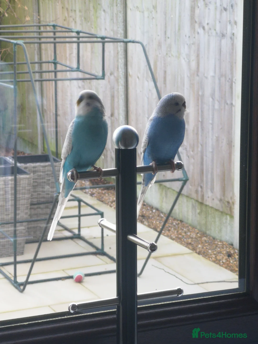 Budgerigars birds for sale: Budgerigars - one female one male - Advert 3
