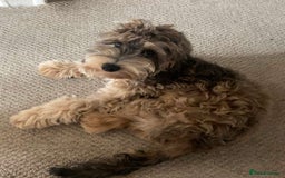 Pomapoo dogs for sale: Pomapoo Puppy - Advert 17