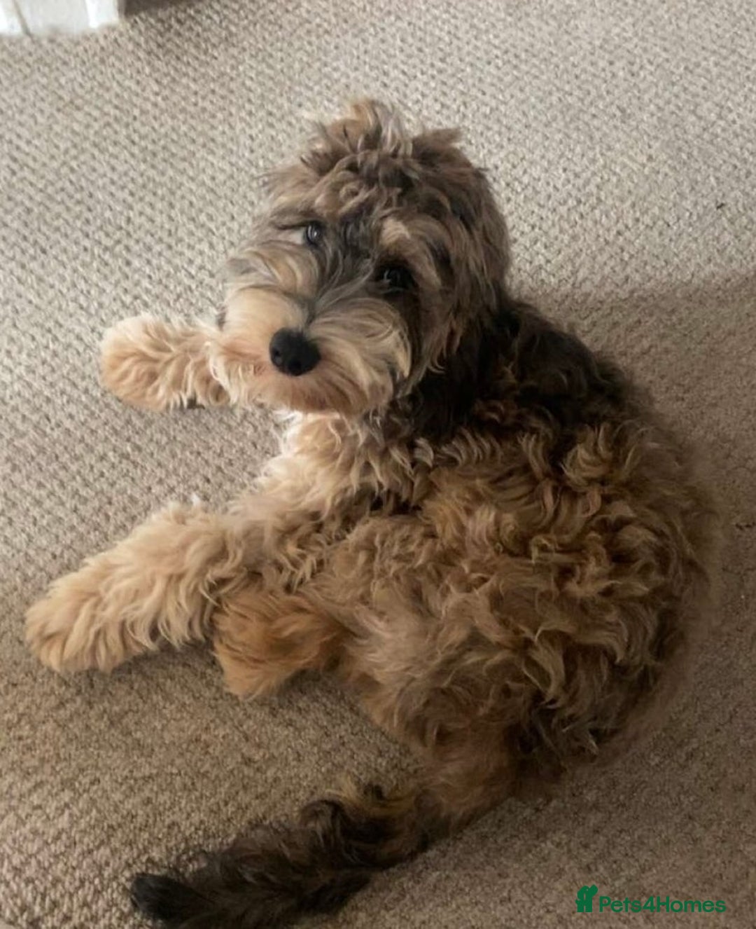 Pomapoo dogs for sale: Pomapoo Puppy - Advert 17