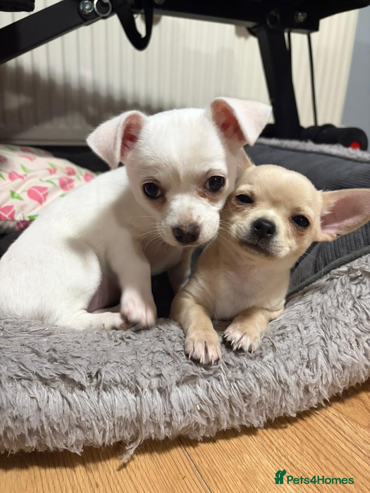 Chihuahua dogs Cute chihuahua girls - Advert 7