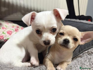 Chihuahua dogs Cute chihuahua girls - Advert 1