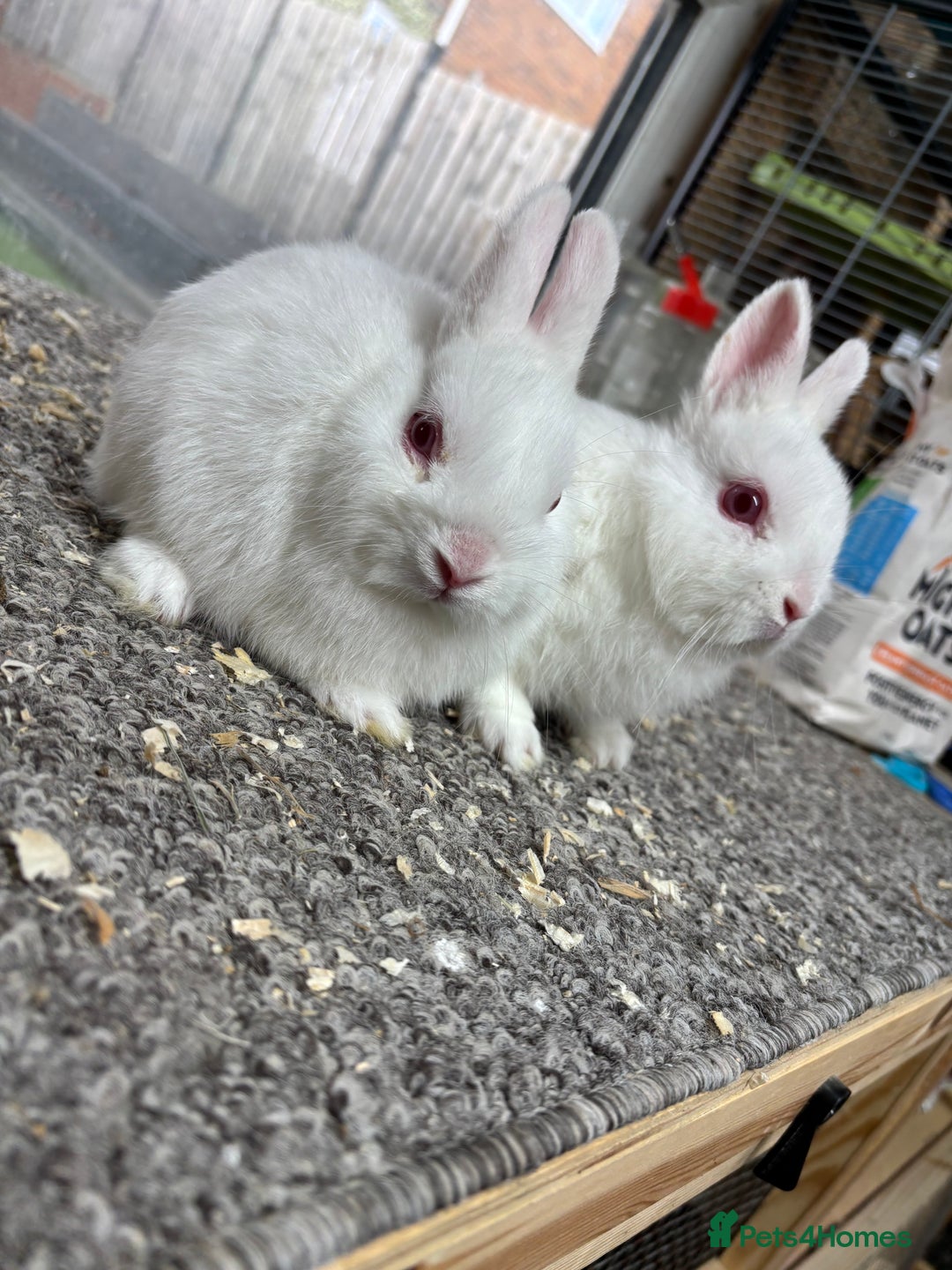 Netherland Dwarf rabbits for sale: 6 baby netherland dwarfs  - Image 6