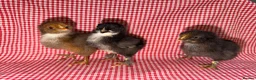 Chickens poultry for sale: Day old chicks (mixed breeds)  - Advert 8