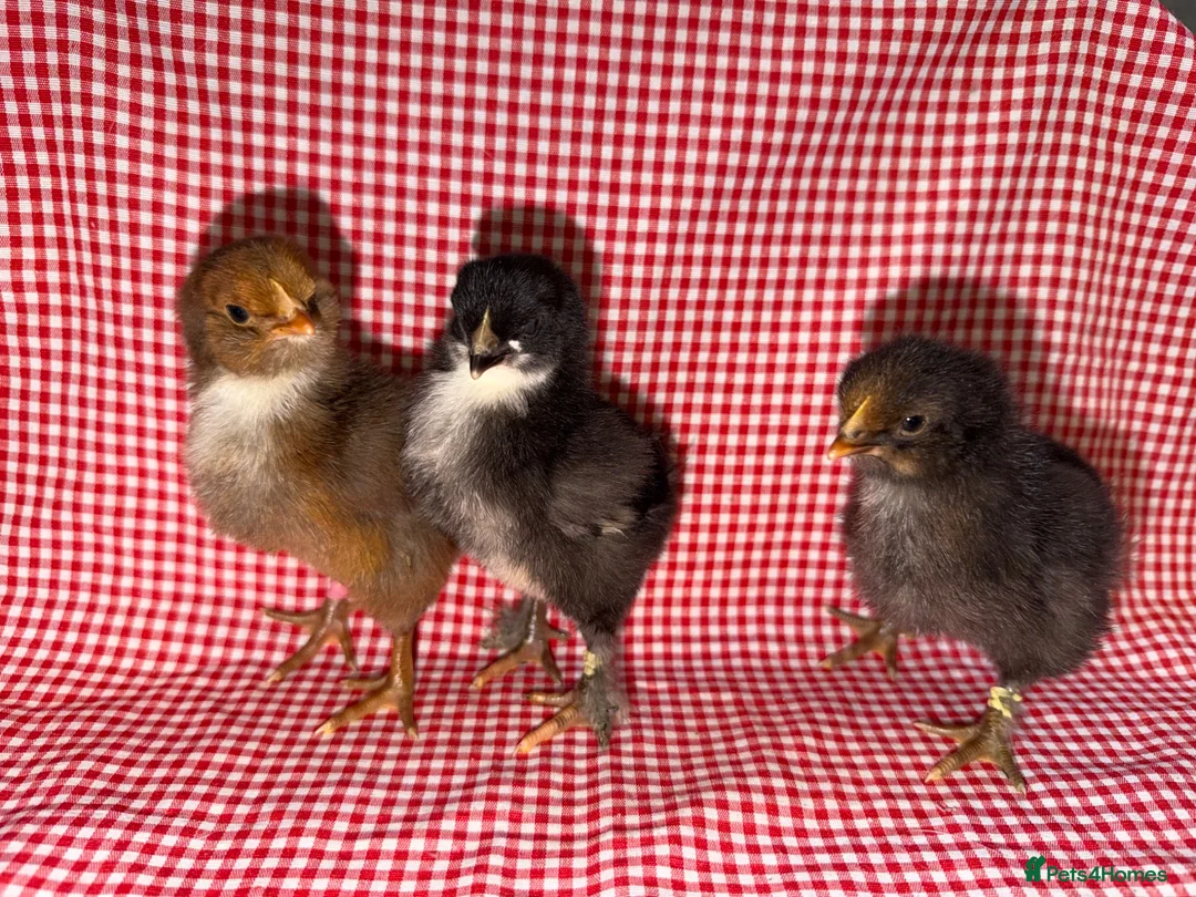 Chickens poultry for sale: Day old chicks (mixed breeds)  - Advert 8
