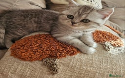 British Shorthair cats for sale: Beautiful British kittens - Image 4