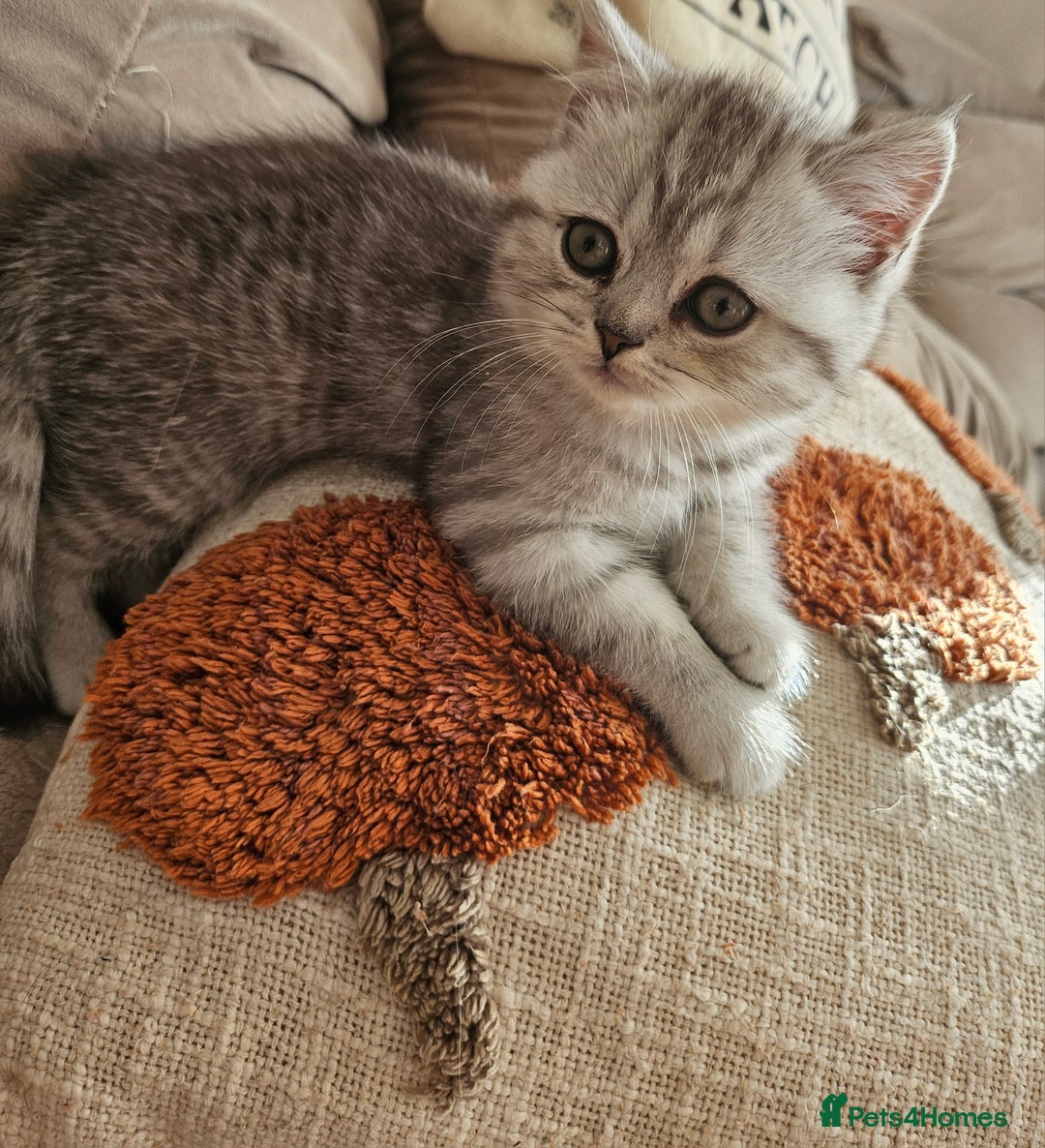 British Shorthair cats for sale: Beautiful British kittens - Image 4