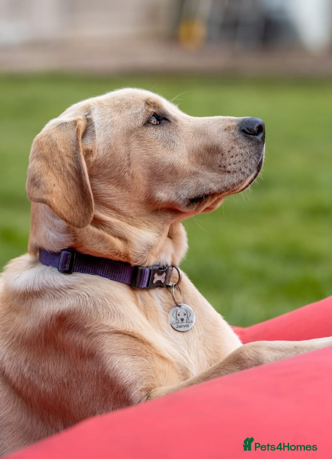 Mixed Breed dogs for sale: 11 Fabulous LABROTTIES - Advert 22