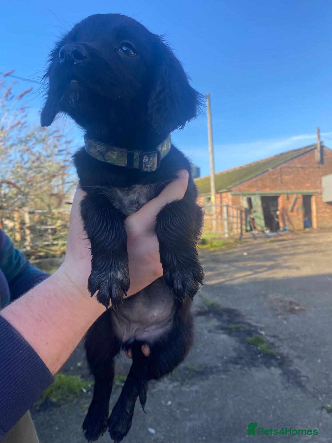 Mixed Breed dogs for sale: Cocker x collie puppies  - Advert 19