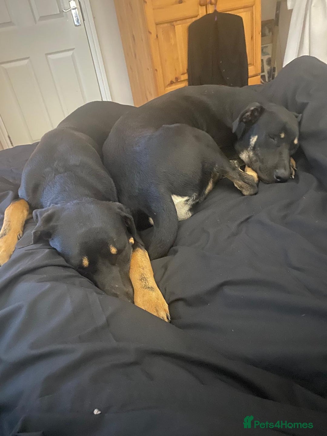 Mixed Breed dogs for sale: 2 beautiful ridgebacks  - Image 4