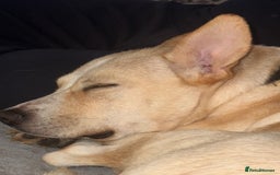 Mixed Breed dogs for sale: Loving dog to a good home  - Image 10